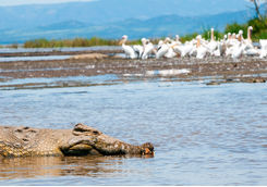 crocodile lake chamo