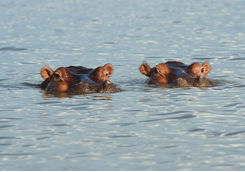 hippo lake chamo