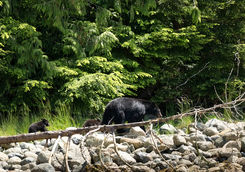 Black Bears in the Pacific Rim National Park Reserve