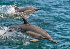 Common Dolphins