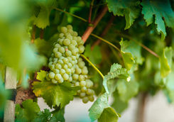 Bunch of grapes in a vineyard