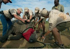 Releasing a rhino