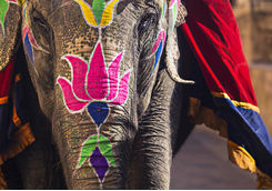 Indian Elephants