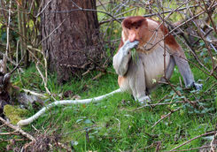 Proboscis monkey
