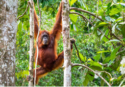 Orangutan