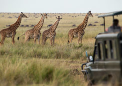 garne drive giraffes
