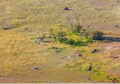 zebras grazing aerial