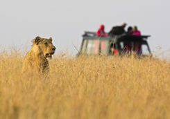 game drive lion