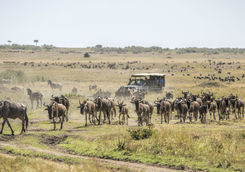 game drive wildebeests