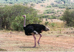 ostrich