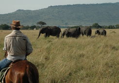 riding safari elephant