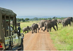 elephants game drive