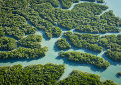 Mangrove forest