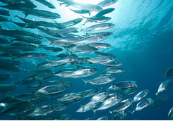 Mackerel