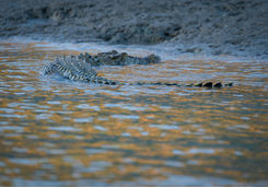 Crocodile