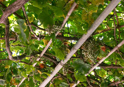 Vineyard in Crete