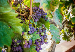 Grapes in a vineyard in Santorini
