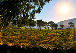 Vineyard in Santorini
