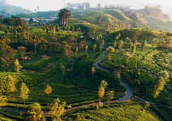 Tea plantation in Sri Lanka