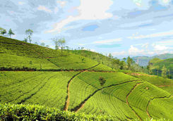 Tea landscape
