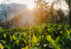 Tea plantation in Sri Lanka