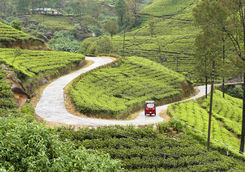 Tea plantation in Sri Lanka
