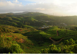 Tea hills in Sri Lanka
