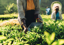 Woman picking tea