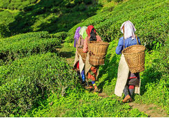 Tea walk
