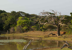 Safai in Yala Park