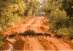 Wild boars in Yala Park