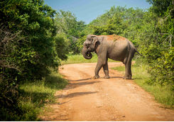 Elephant in Yala