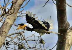 Great hornbill in Yala Park