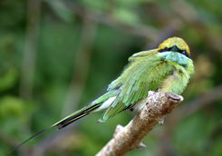 Green bee-eater