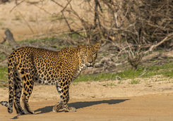 Leopard in Yala Park