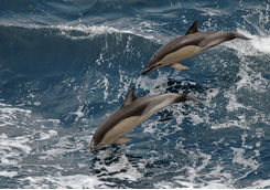 Dolphins