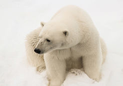 polar bear close up