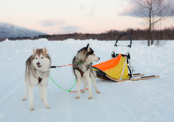 mush dogs