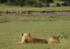 Seeing a lion on a bush walk