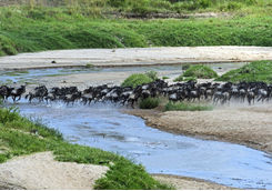 Wildebeest crossing the river
