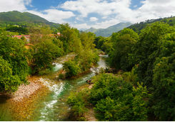 Sella forest