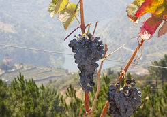 Douro grapes
