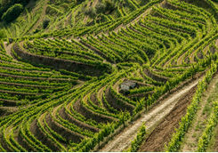 Douro vineyards