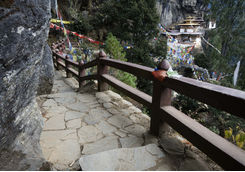 tigers nest in bhutan