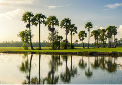 chau doc palms