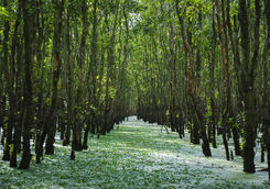 tra su forest