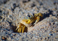 yellow sand crab