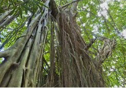 bearded fig tree