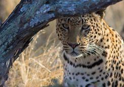 staring leopard