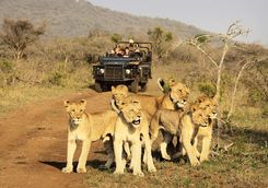 Thanda game drive with lions